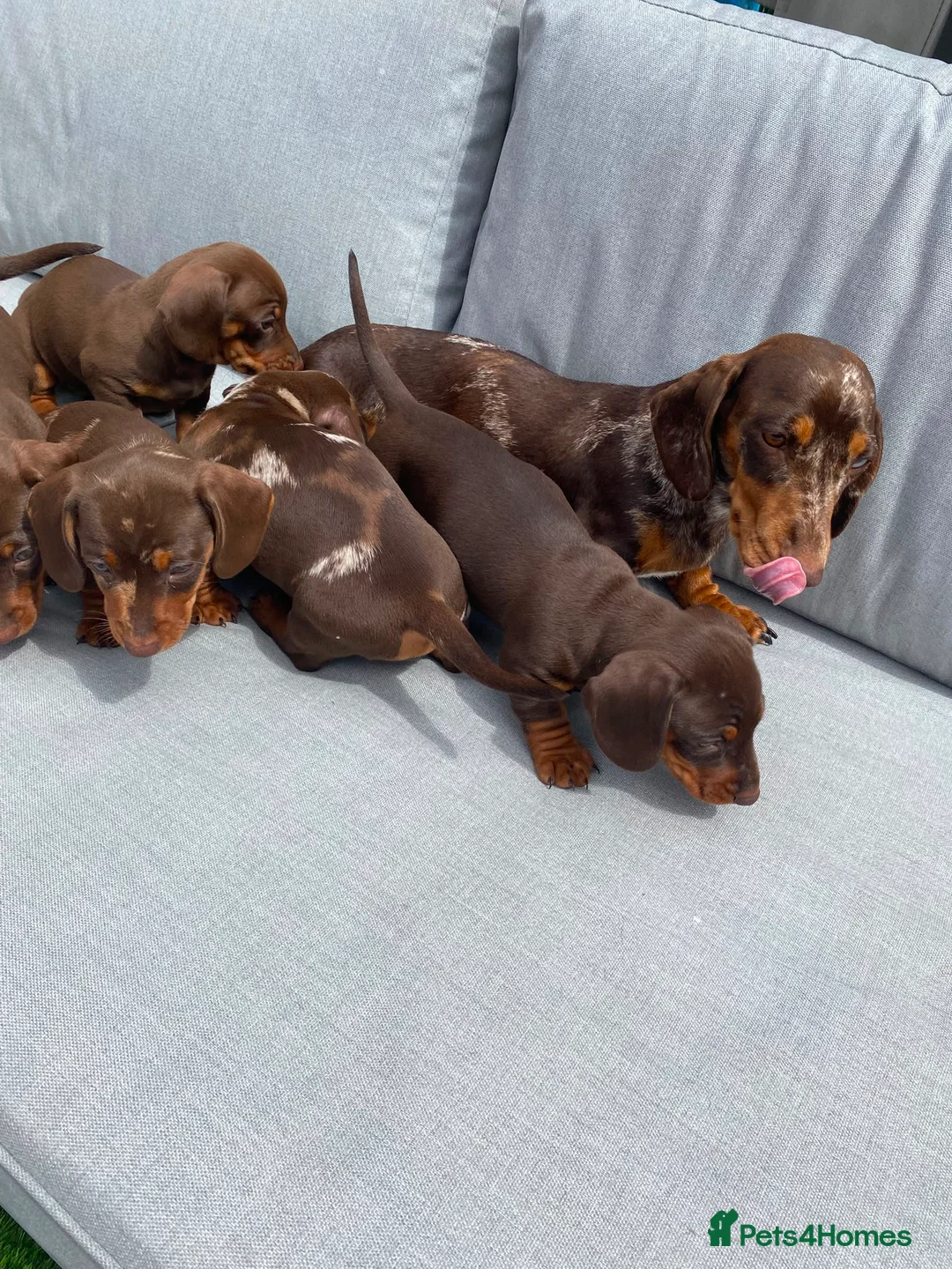 Miniature Dachshund dogs for sale: Chocolate boys 🐾 in Chatham - Advert 2