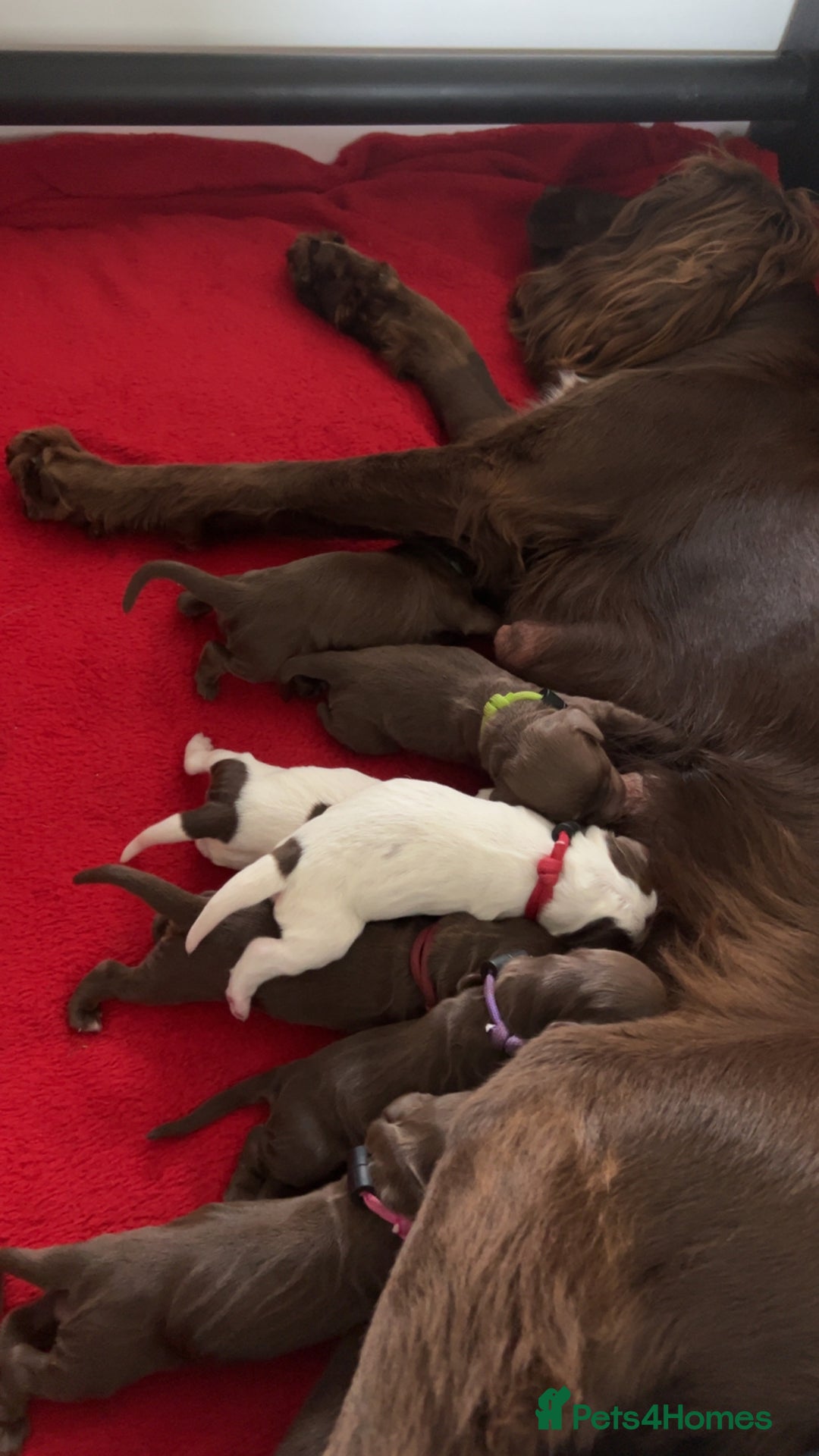 Cocker Spaniel dogs for sale: Working cocker spainel Puppys Ready to leave  - Image 24