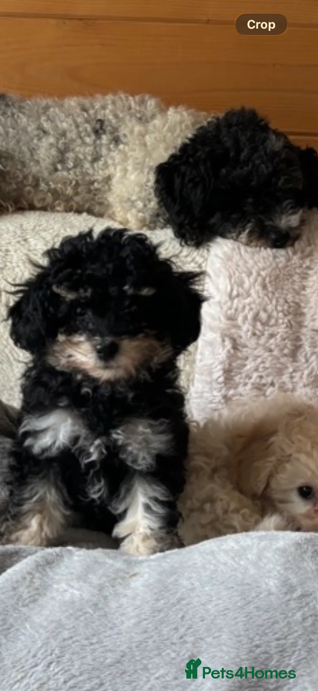 Toy Poodle dogs for sale: Lovely toy poodle puppy - Advert 2