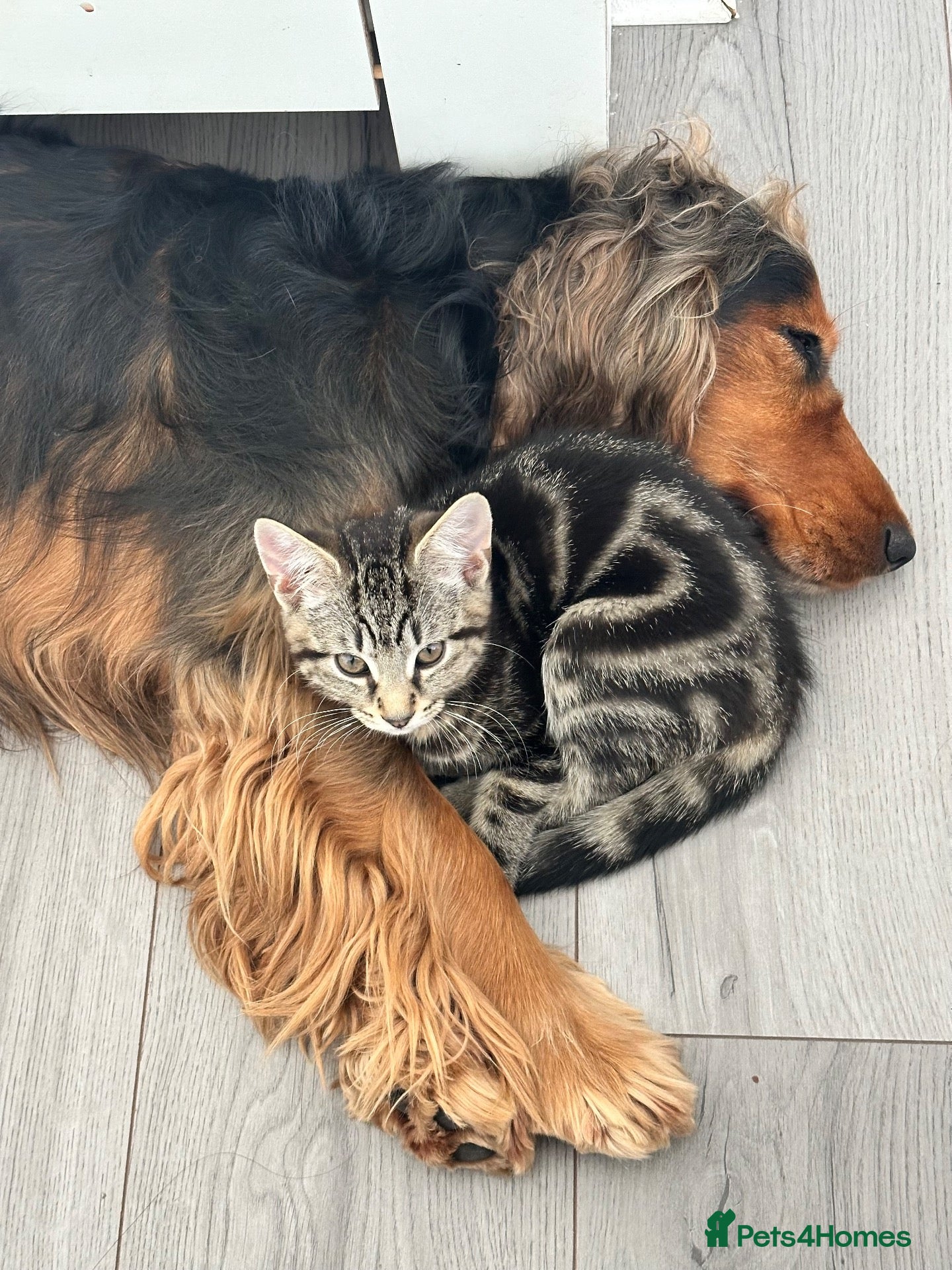 Mixed Breed cats Absolutely gorgeous female kitten for sale - Advert 6