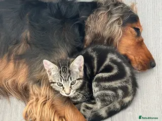 Mixed Breed cats Absolutely gorgeous female kitten for sale - Advert 6