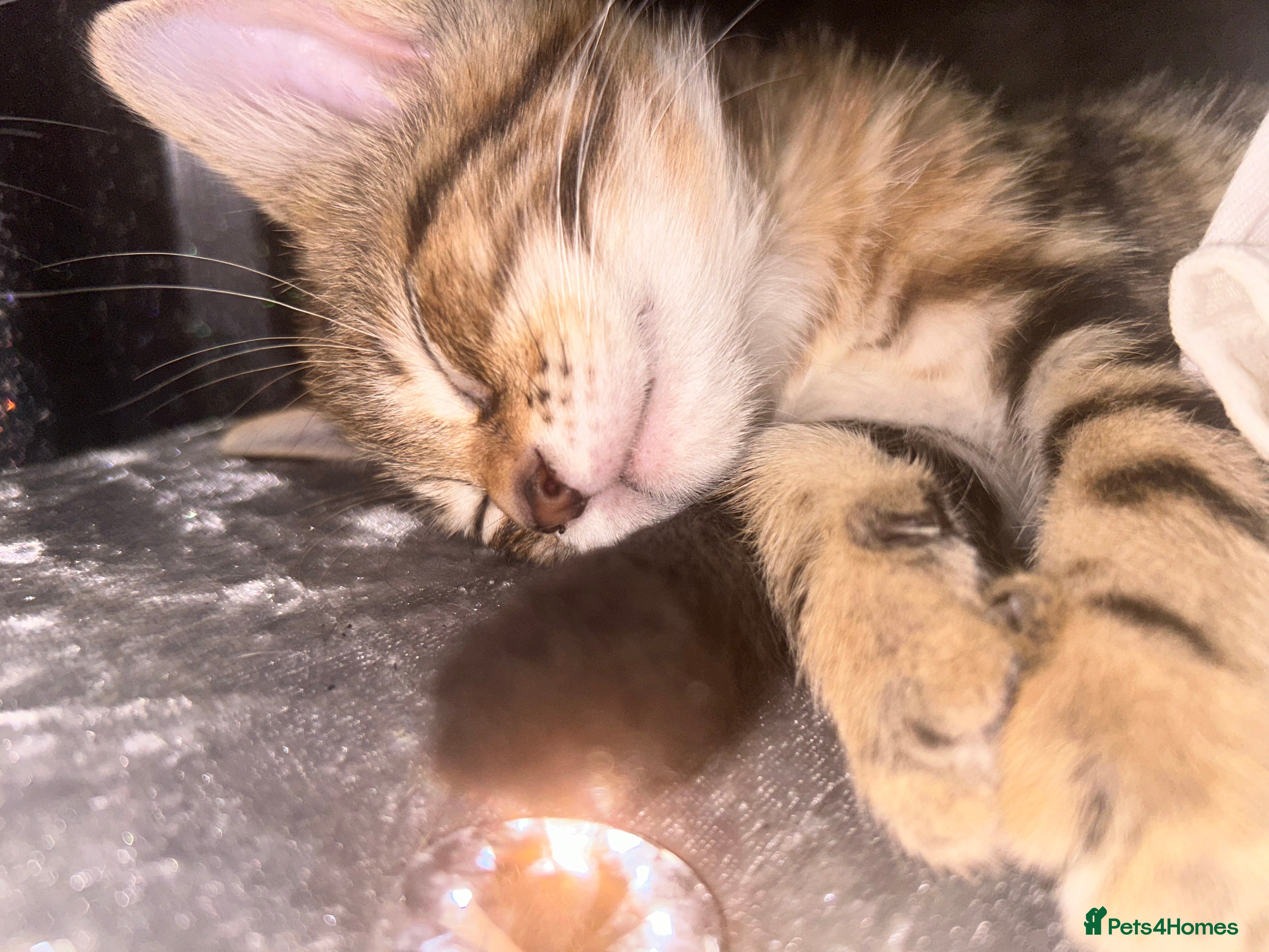 Bengal cats Loving Home Wanted. Bengal X kittens for sale  - Advert 1