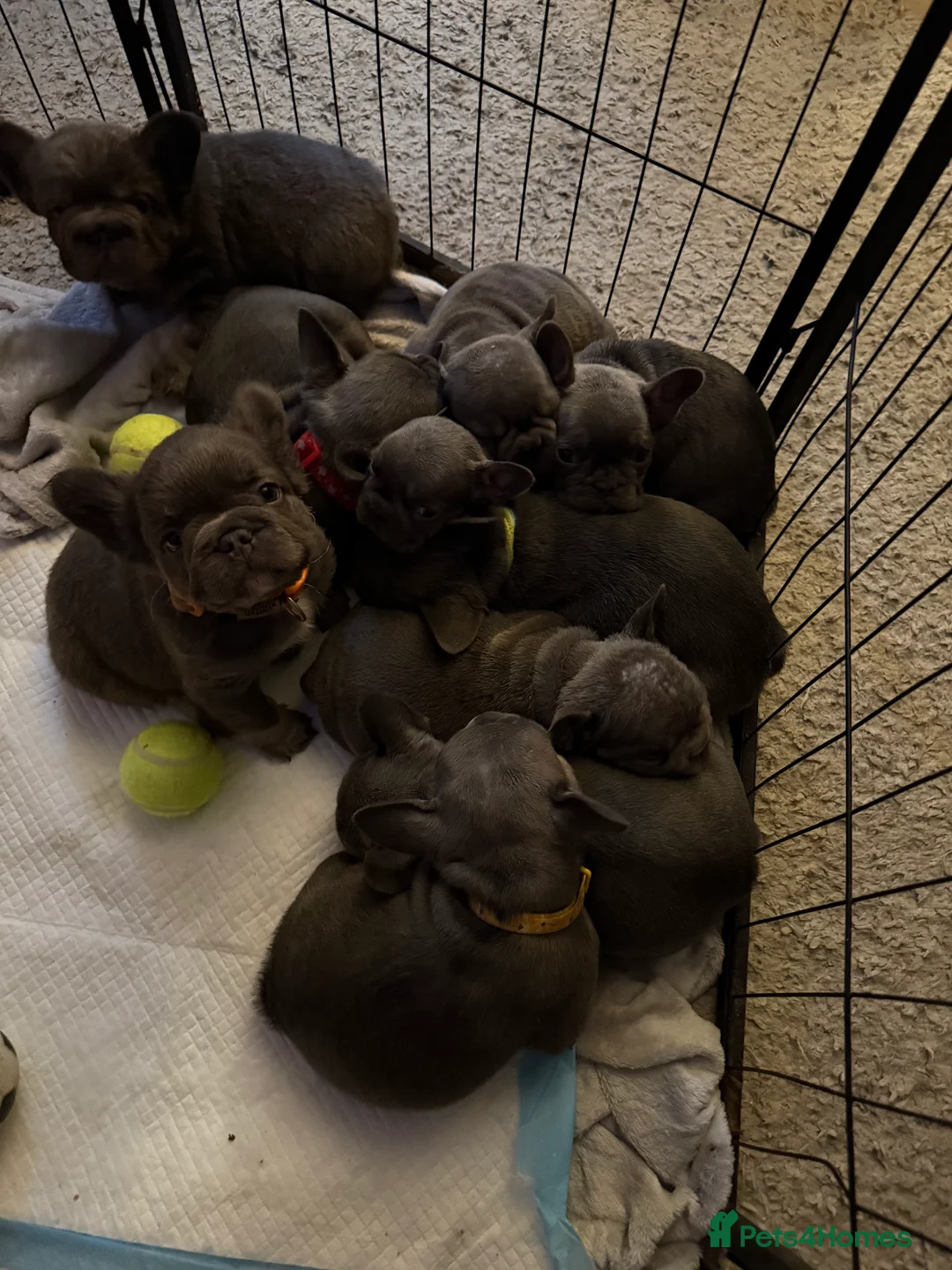 French Bulldog dogs for sale: French bulldogs  - Advert 17