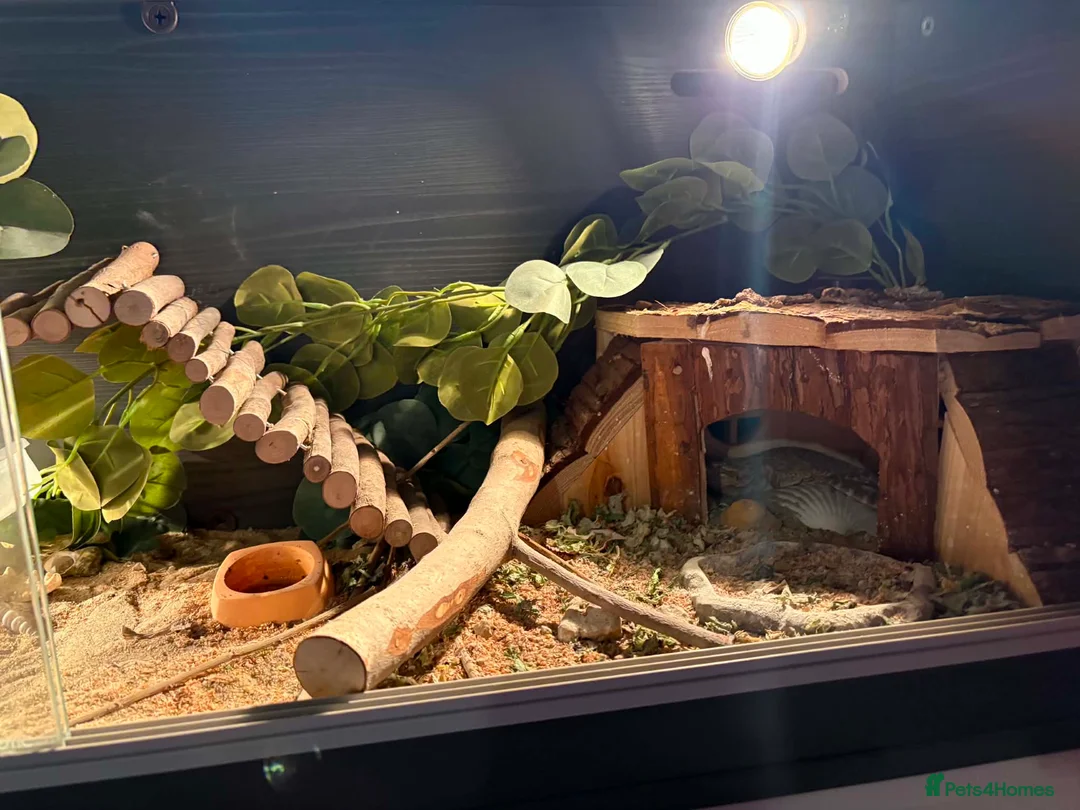 Bearded Dragon reptiles for sale: Bearded dragon full set up in Swadlincote - Advert 3