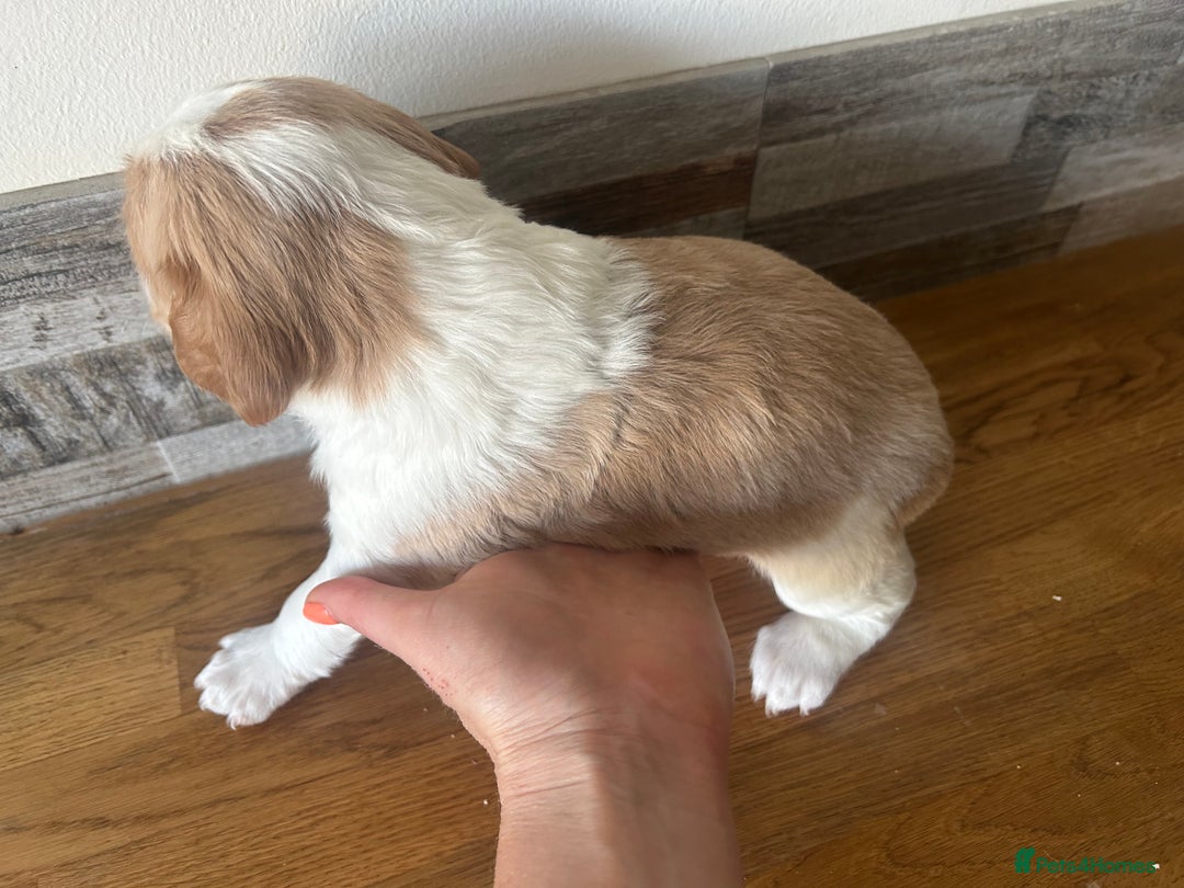 Cocker Spaniel dogs for sale: Baby Cocker Spaniels working type - Image 13