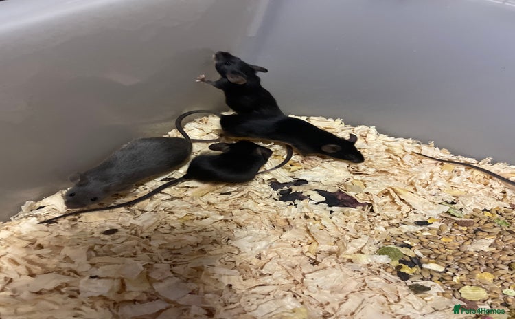Mouse rodents - Advert 1