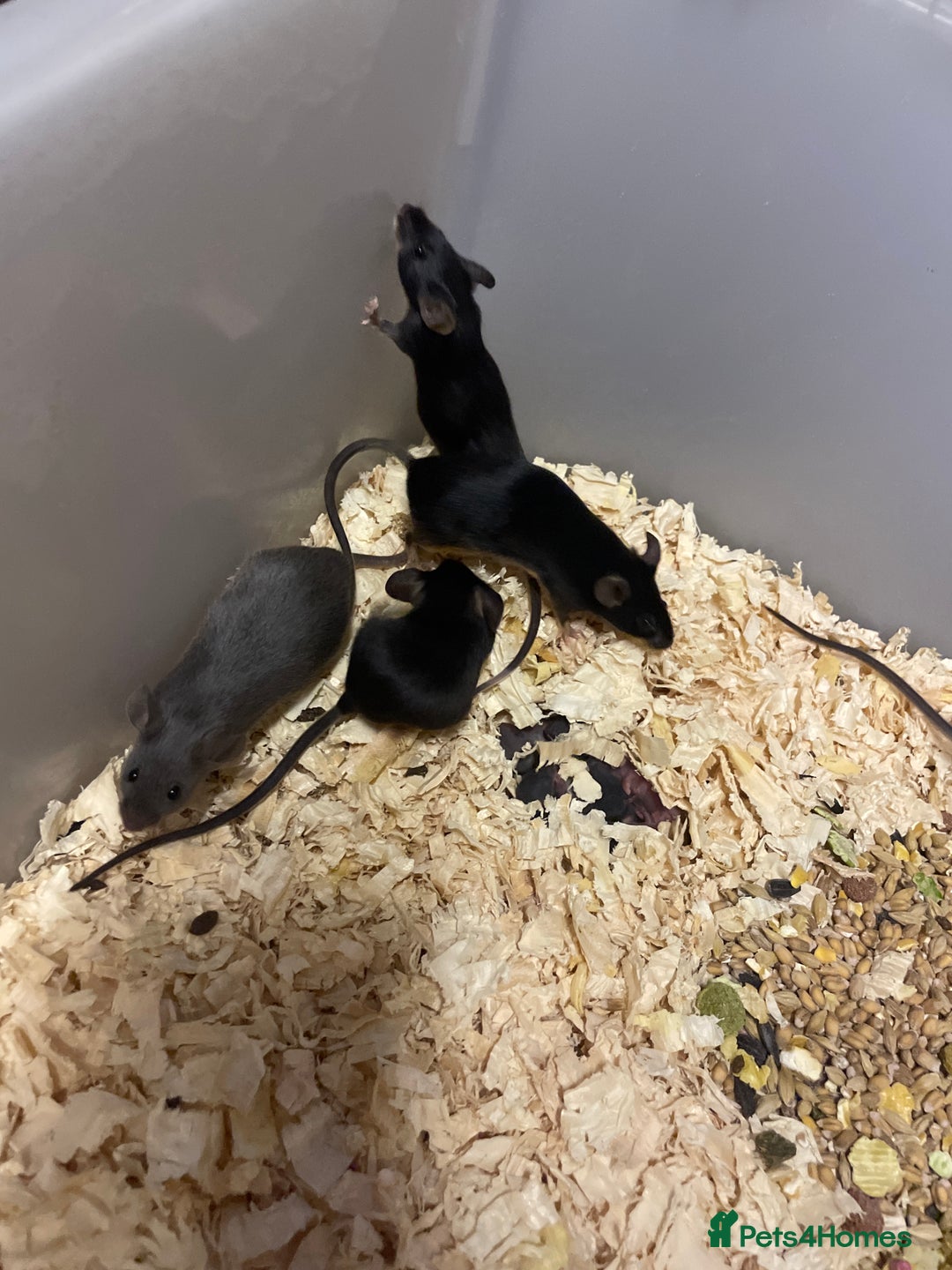 Mouse rodents for sale: Fancy mice  - Image 1