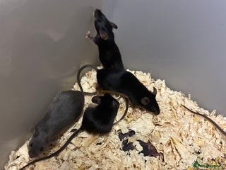 Mouse rodents - Advert 4