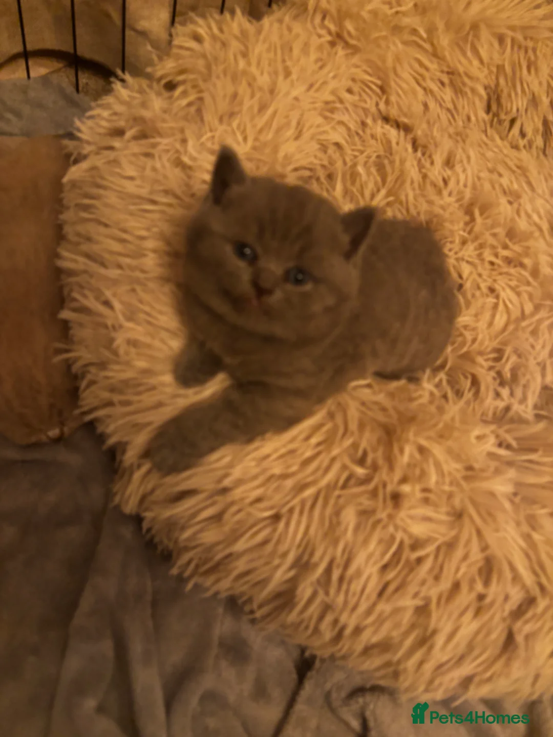 British Shorthair cats for sale: Amazing British short hair kittens!!  in Mirfield - Advert 2