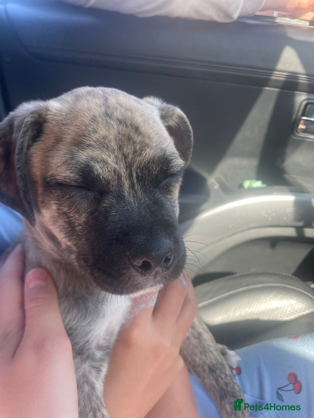 Jug dogs for sale: Loving little Jug for sale  - Advert 3