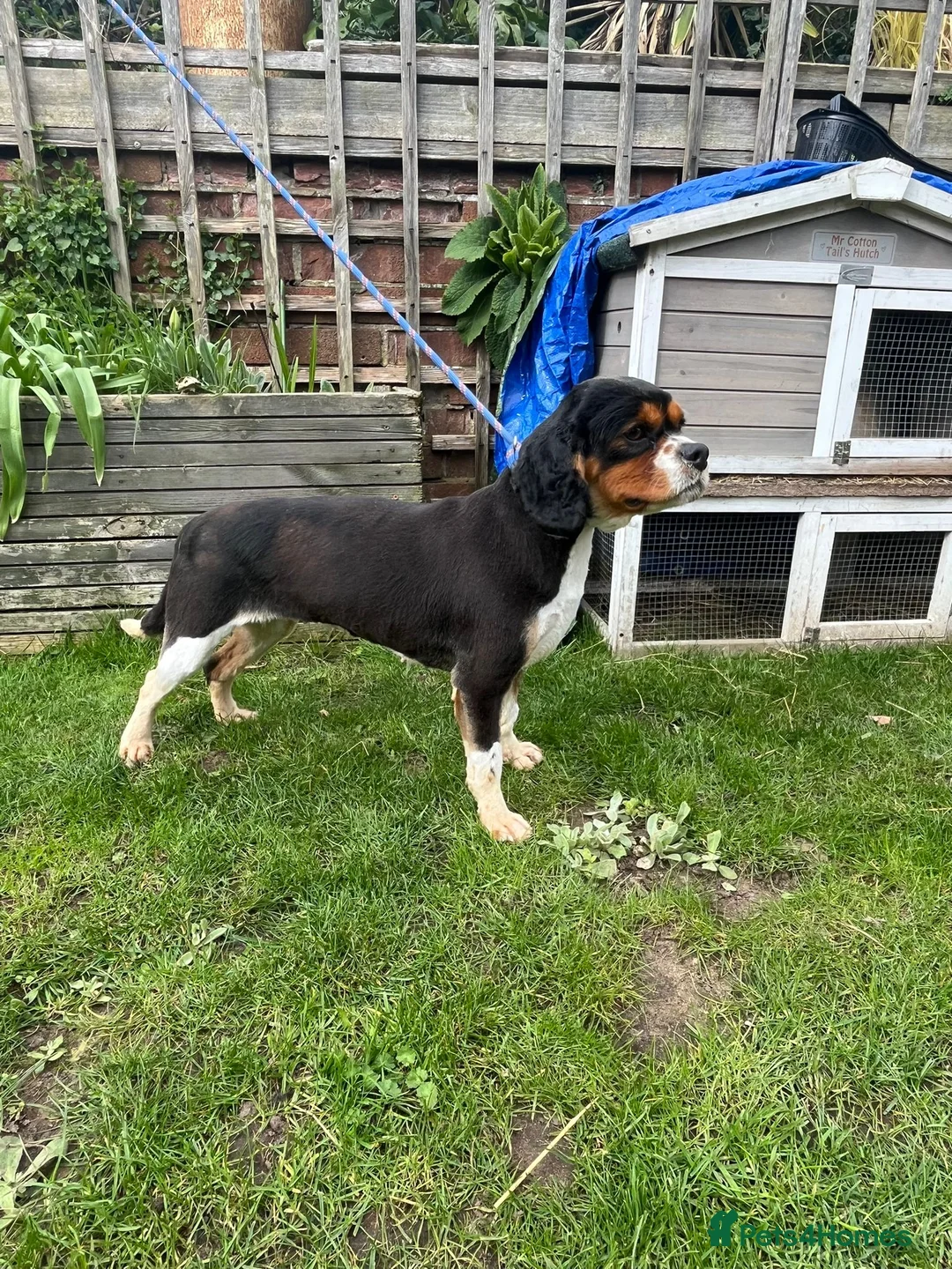 Cavalier King Charles Spaniel dogs for sale: Female Cavalier king Charles Spaniel - Advert 2