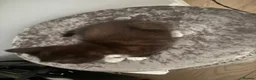 Mixed Breed cats for sale: Tabby Brown/Black Kitten - Advert 5