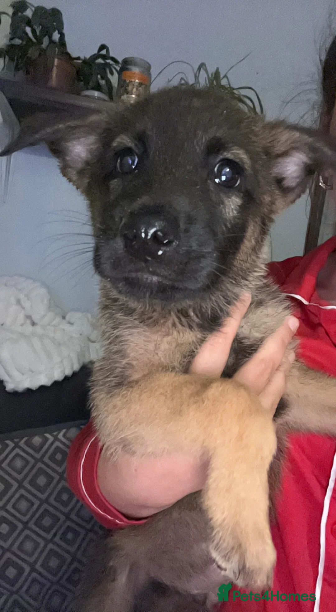 Belgian Shepherd Dog dogs for sale: Belgium malino - Advert 6