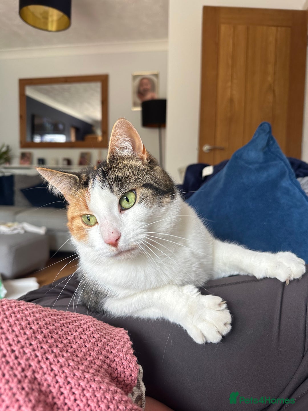 Maine Coon cats for sale: Maine coon cross sisters  - Advert 3