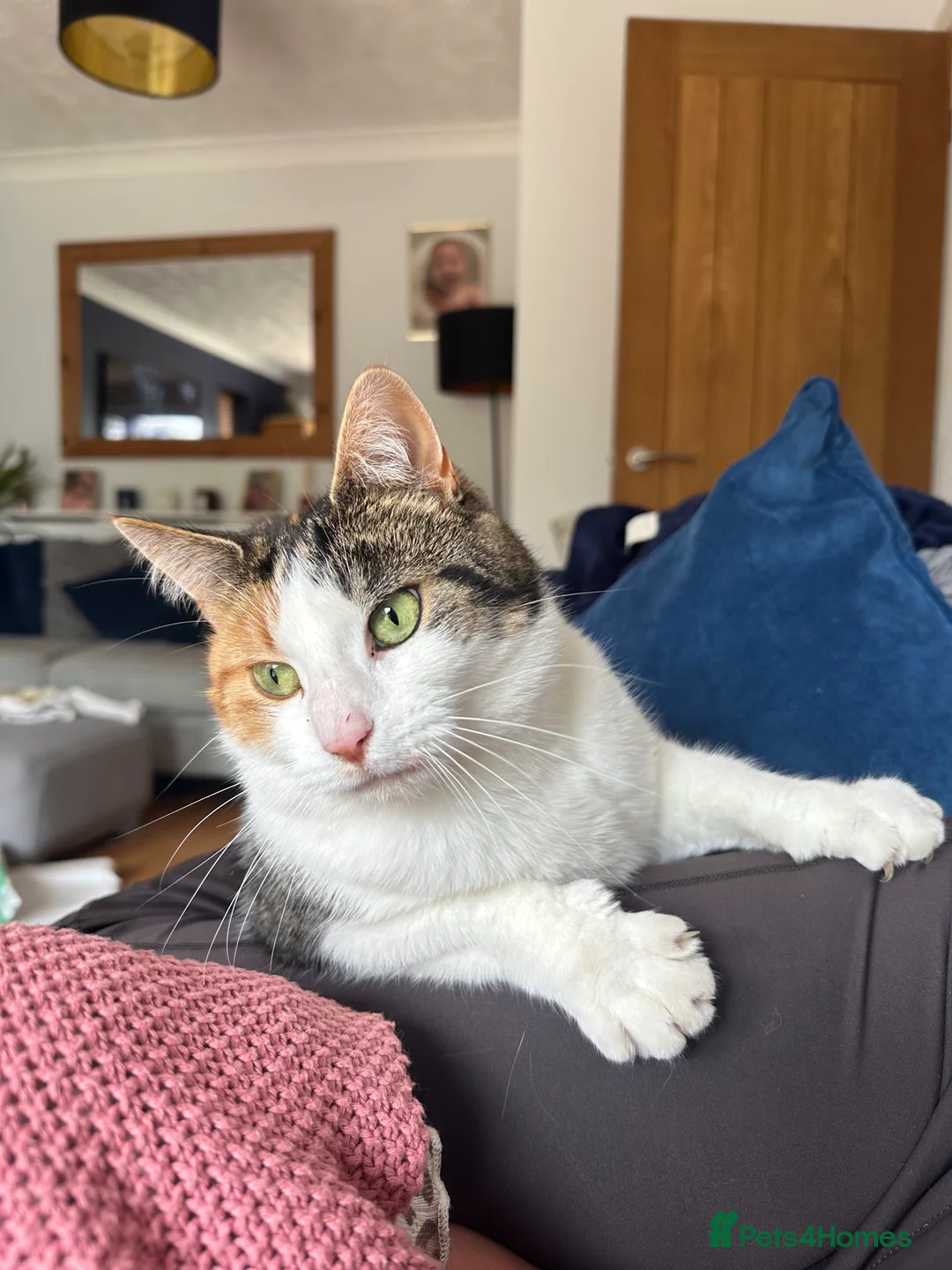 Mixed Breed cats for sale: Maine coon cross sisters  - Advert 3