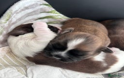 Shih Tzu dogs for sale: ShihTzu  - Image 17