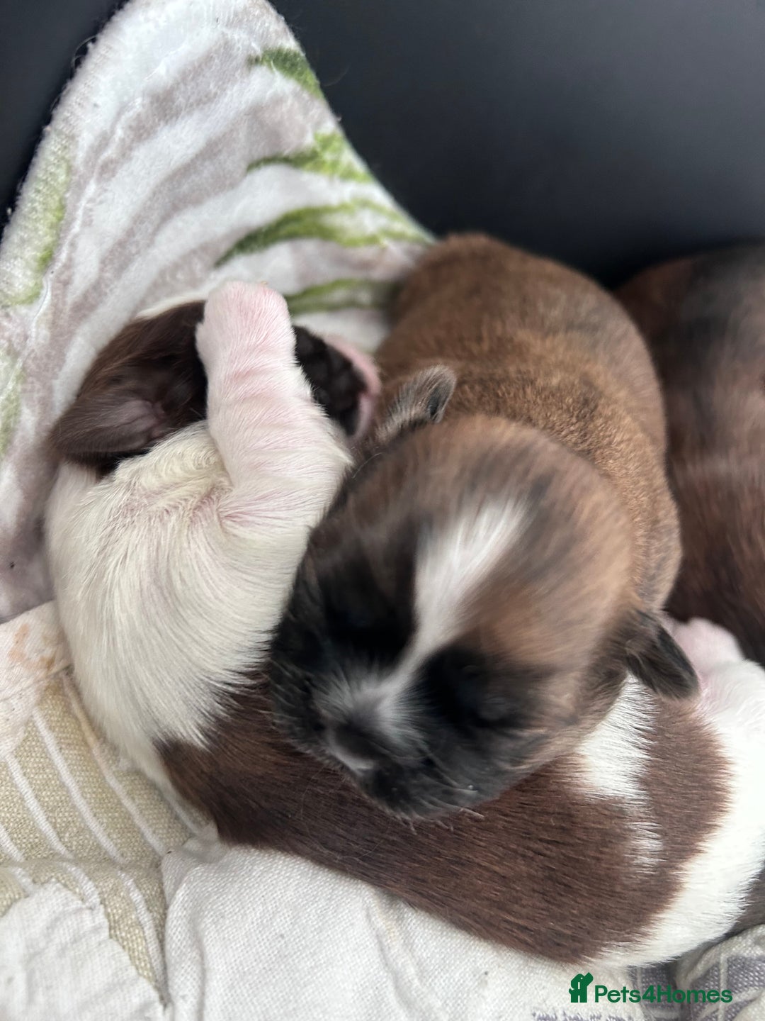 Shih Tzu dogs for sale: ShihTzu  - Image 17