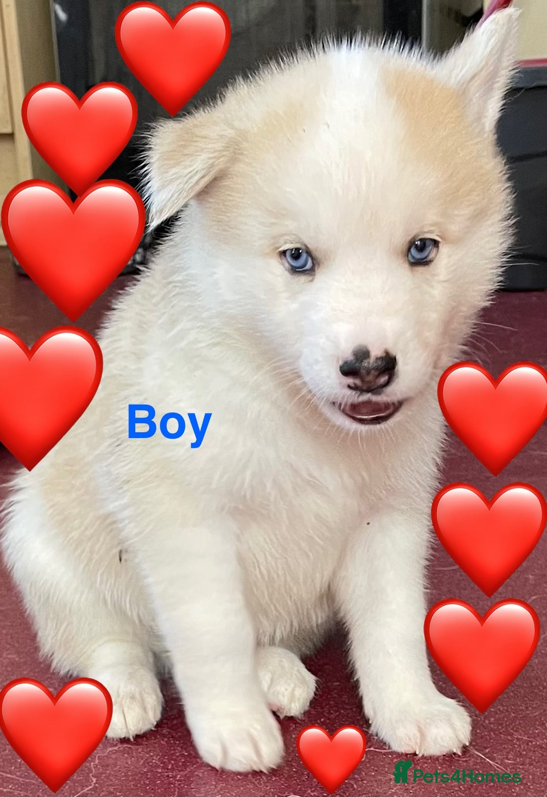 Mixed Breed dogs for sale: 3 husky puppies for sale - Image 2