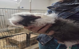 Guinea Pig rodents for sale: Lunkarya Guinea Pig Babies - Image 16