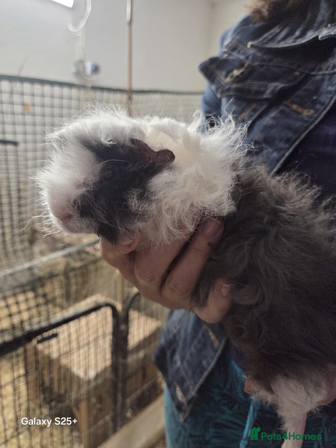 Guinea Pig rodents for sale: Lunkarya Guinea Pig Babies - Image 16