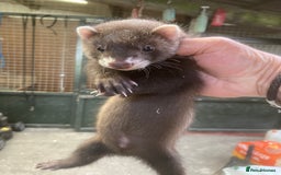 Ferret rodents for sale: Gamekeeper bred working ferrets  - Image 1