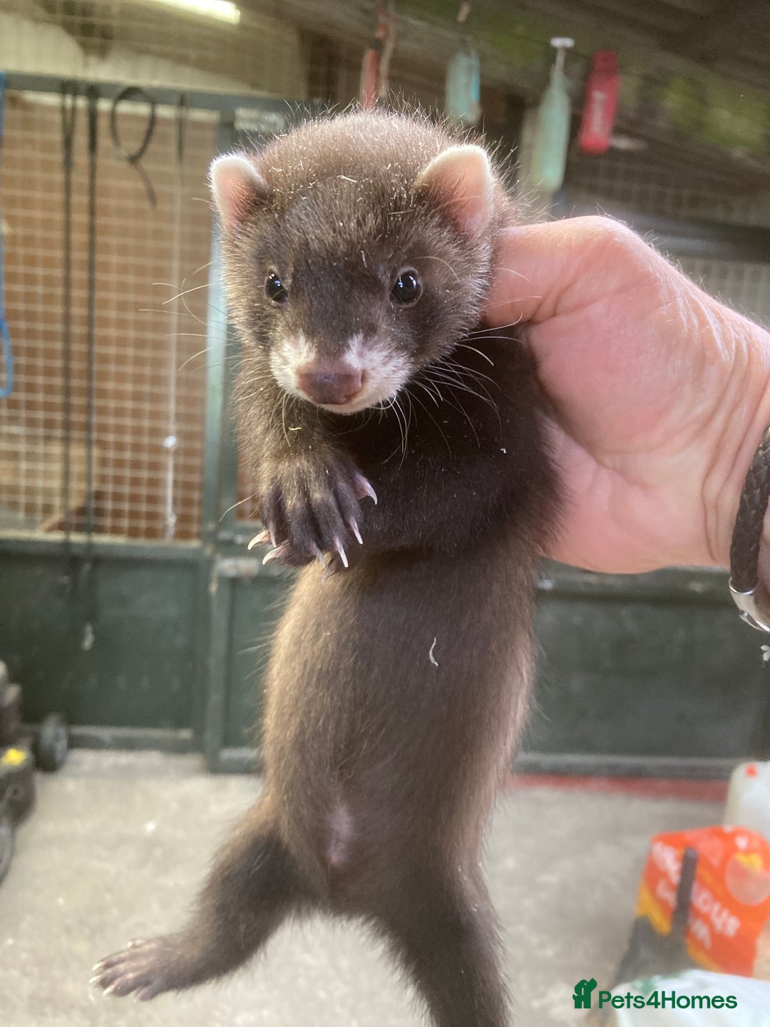 Ferret rodents for sale: Gamekeeper bred working ferrets  - Image 1
