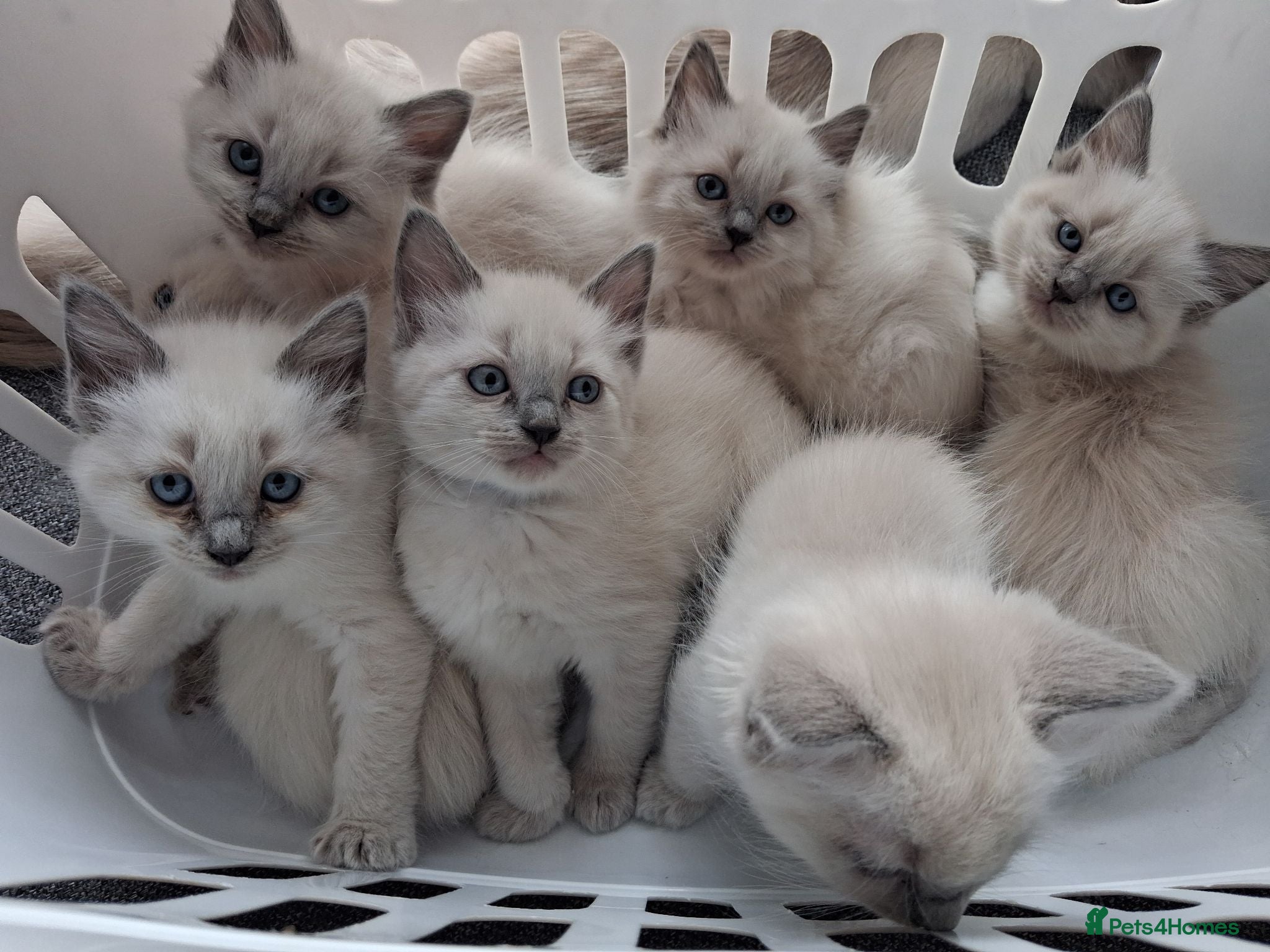 Ragdoll cats  4 handsome boys & 3 gorgeous girls💝🐺 - Advert 2