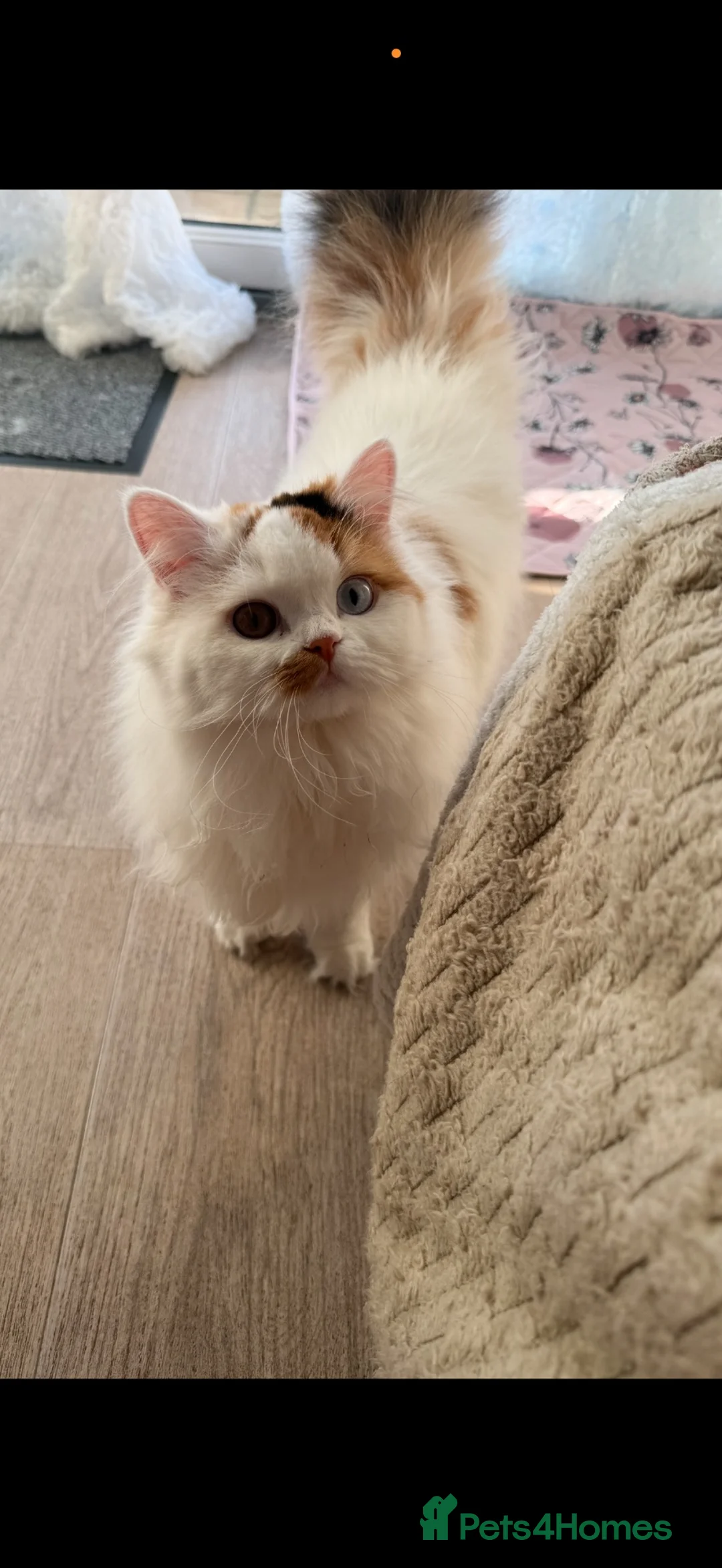 British Shorthair cats for sale: Beautiful active reg British longhair  - Advert 2