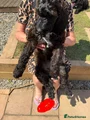 Irish Gordon Doodle Puppy red
