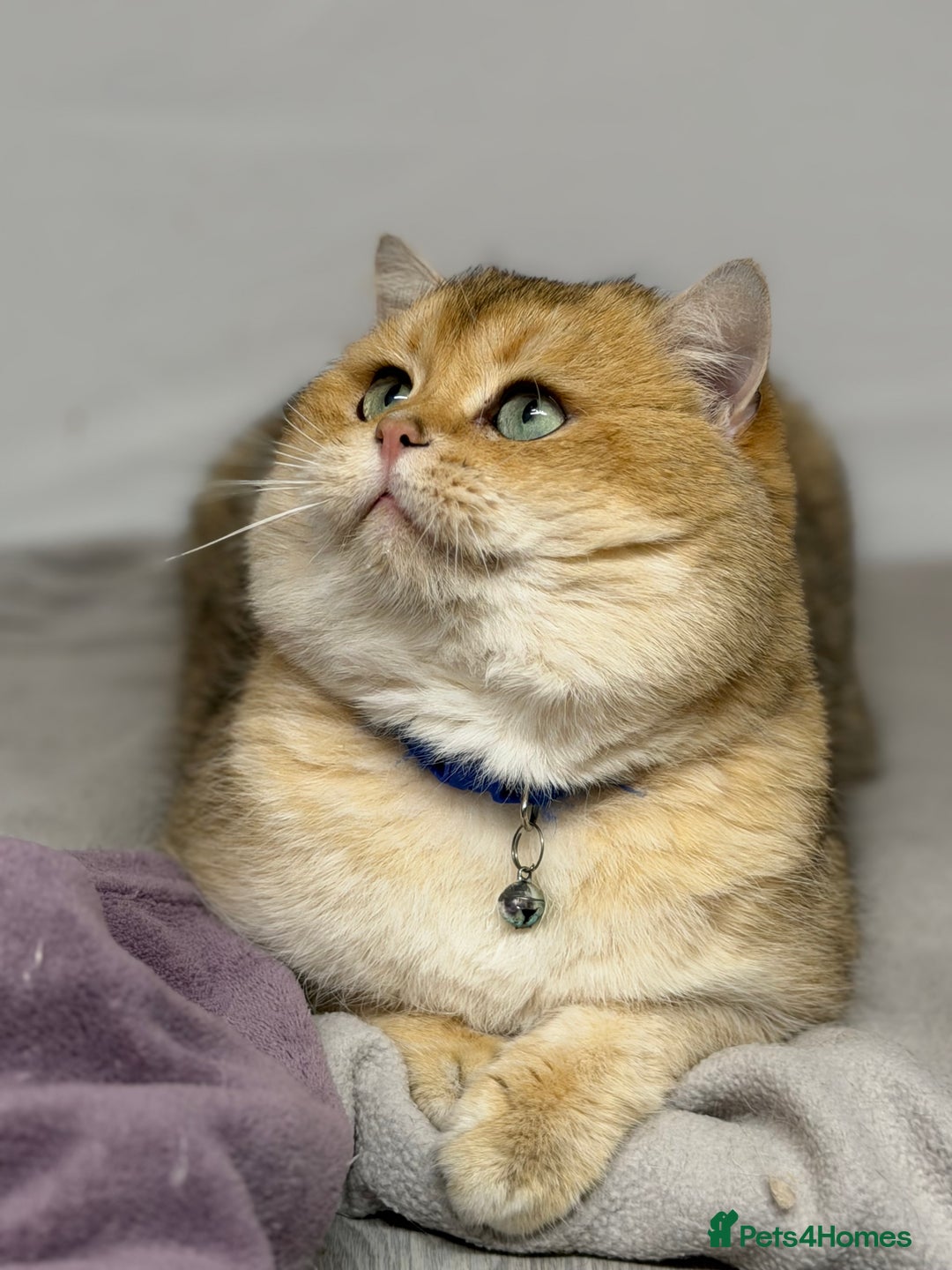 British Shorthair cats for sale: British Sh kittens golden GCCF registered  - Advert 12