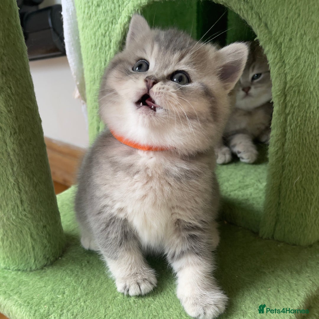 British Shorthair cats for sale: 3 GCCF British Shorthair Kittens– Champion Lines - Image 14