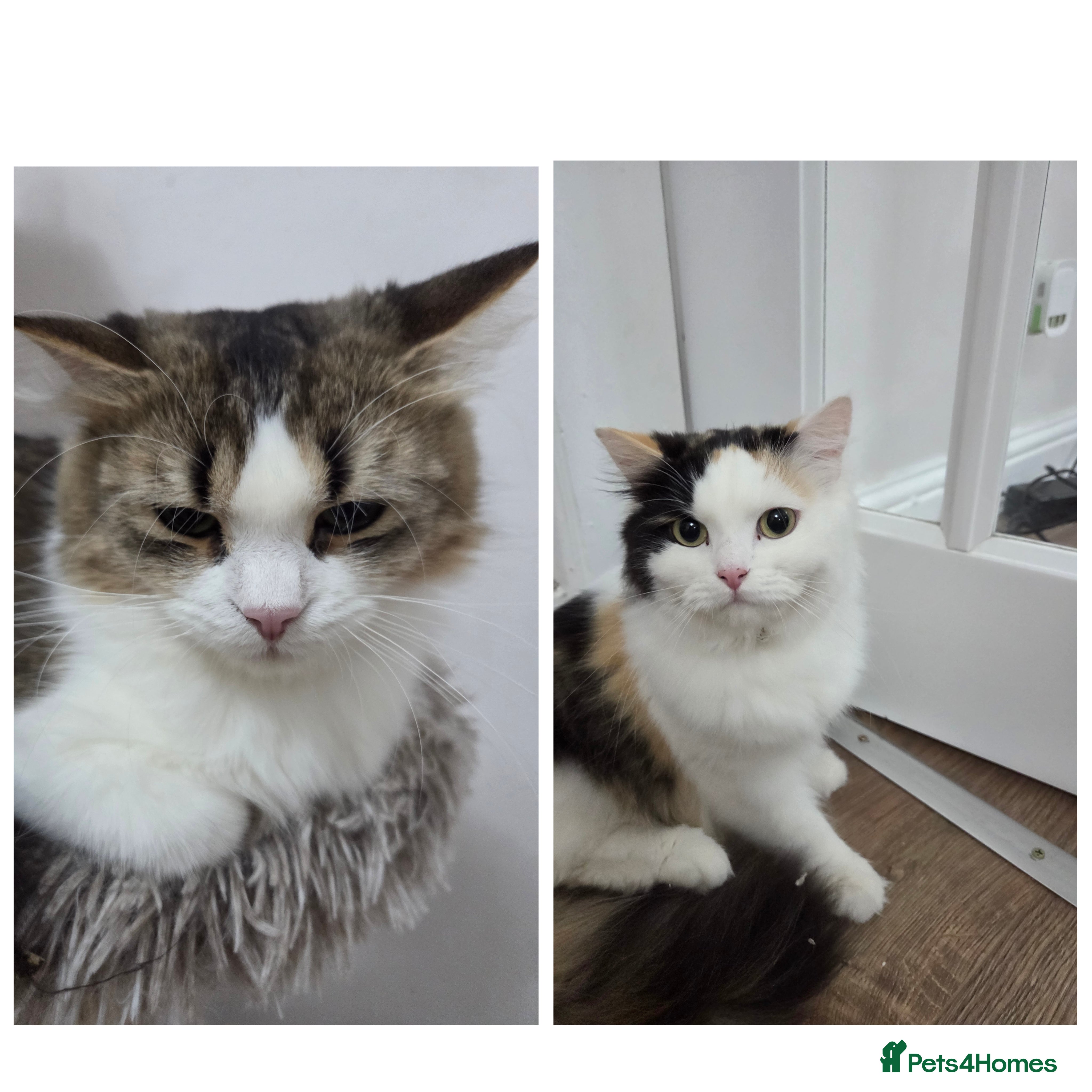 Mixed Breed cats Mixed breed kittens  - Advert 1