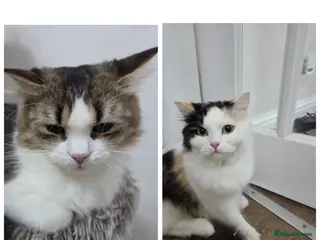 Mixed Breed cats Mixed breed kittens - Advert 1