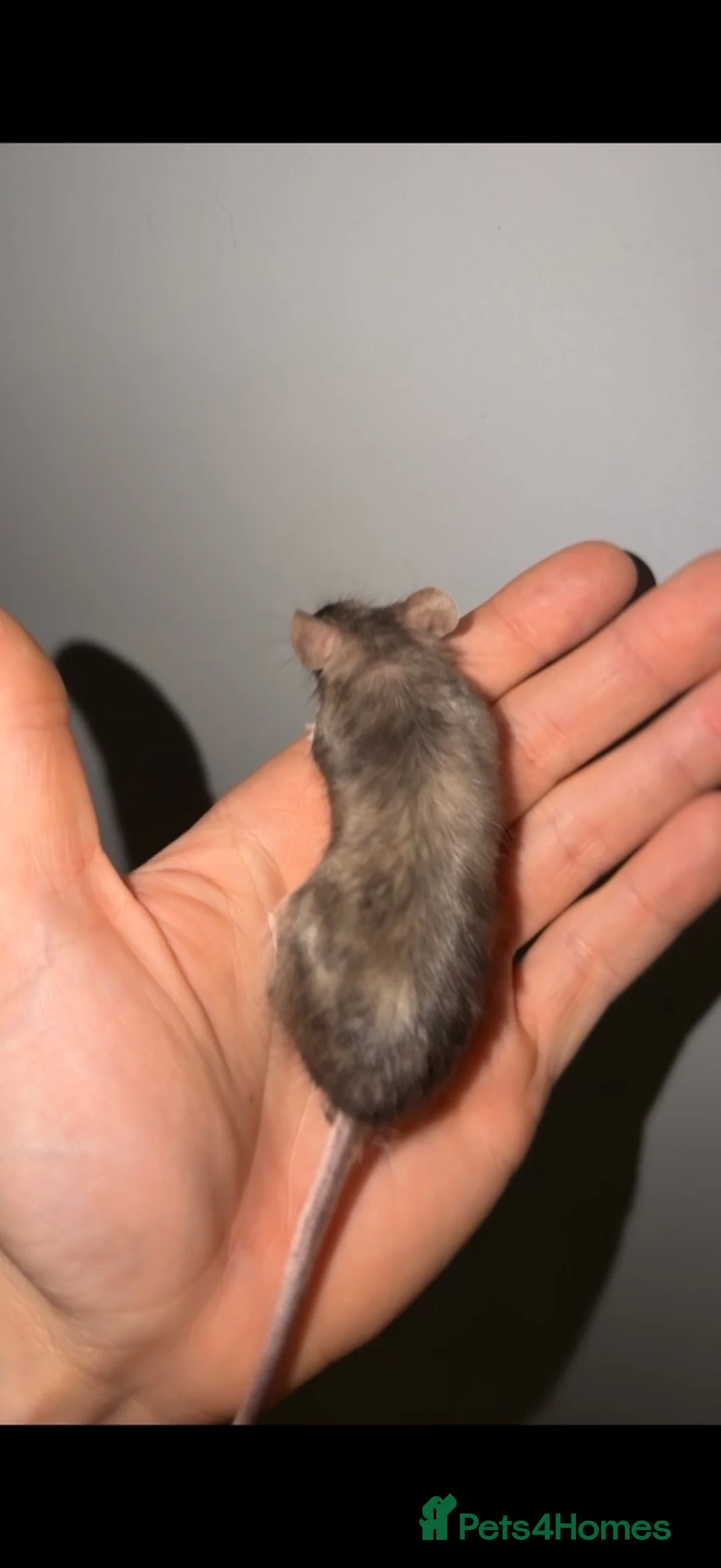 Mouse rodents for sale: 2 female mice  in Skelmersdale - Advert 8