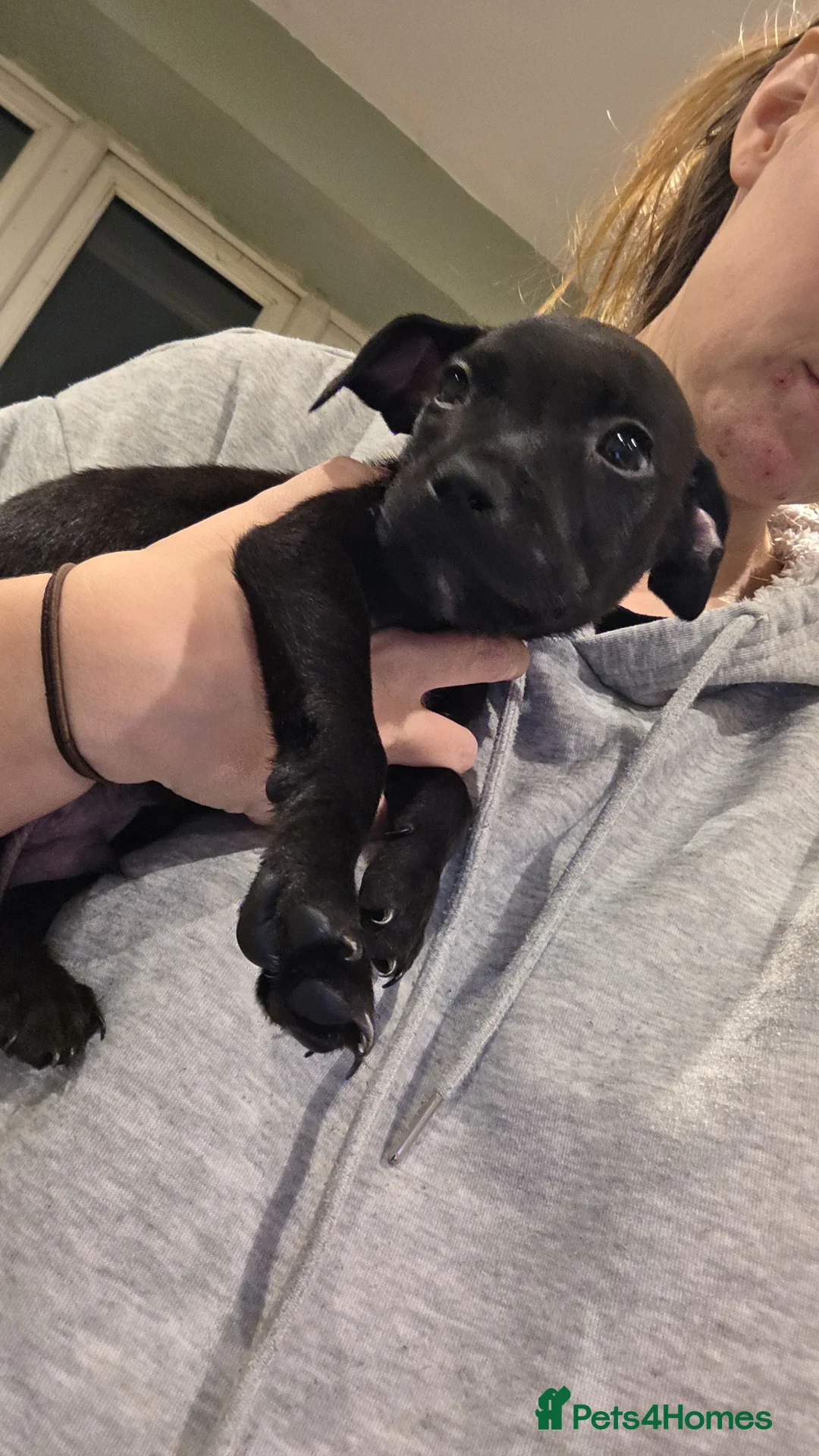 Mixed Breed dogs for sale: 1 male staffy cross puppy - Advert 4
