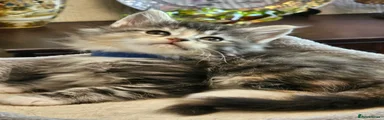 Maine Coon 2