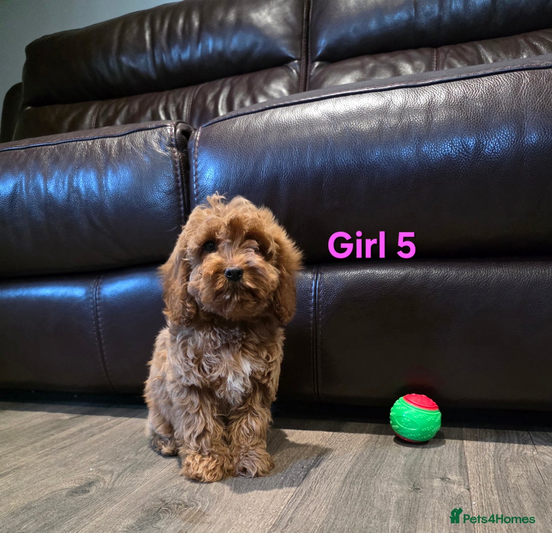 Cockapoo dogs for sale:  Adorable cockapoo pups ready to go 🐶 - Advert 18