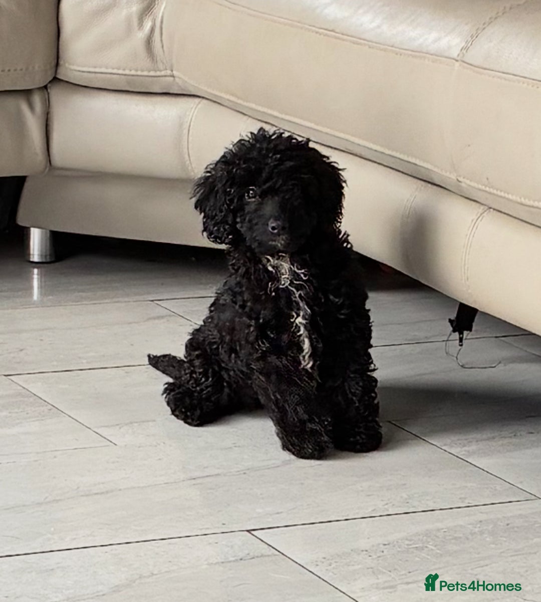 Miniature Poodle dogs for sale: Cavapoo poodle  - Image 9