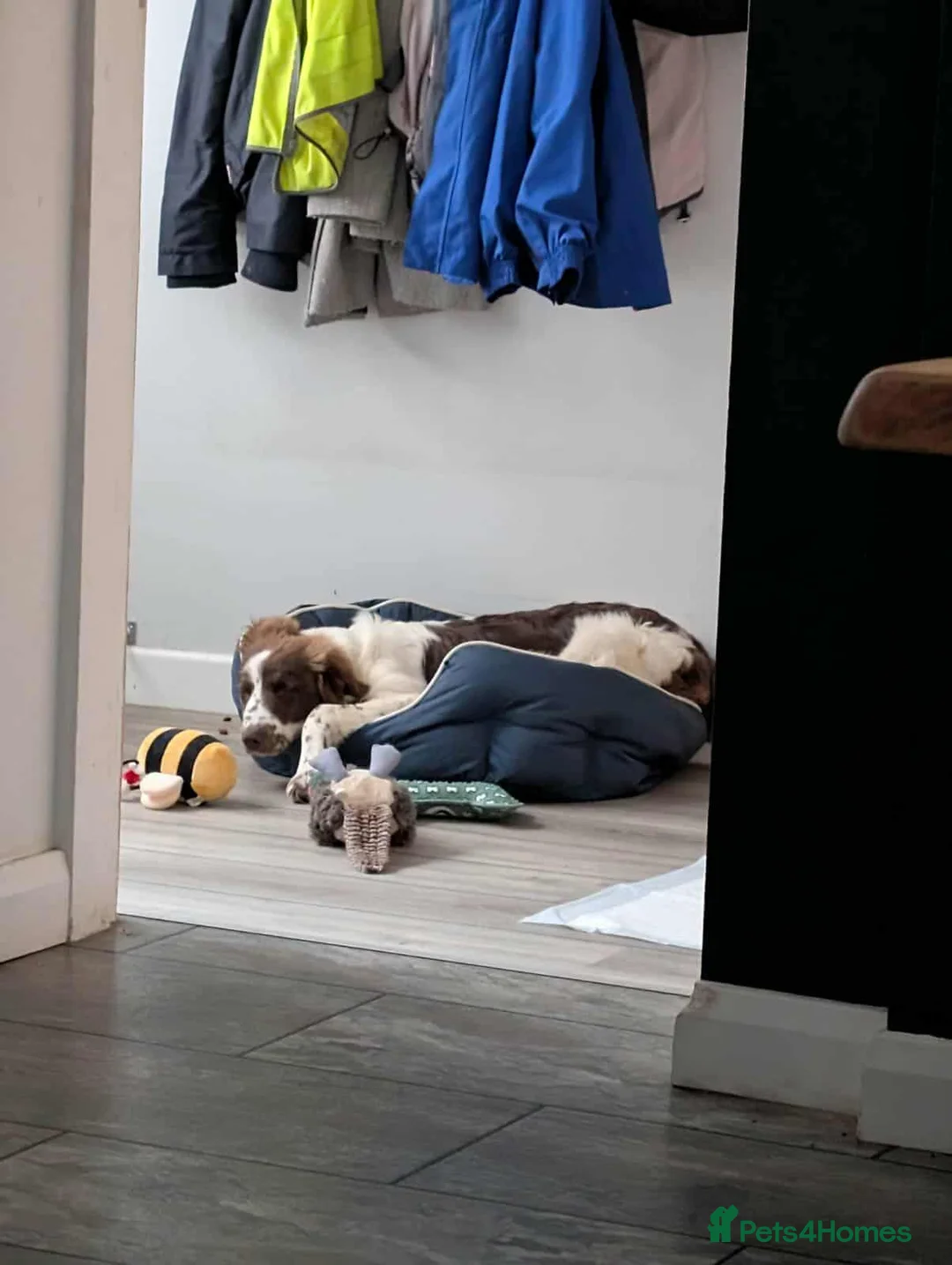 Mixed Breed dogs for adoption: BETTY - Advert 3