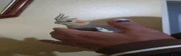 Cockatiels birds for sale: Hand Tamed Baby Cockatiels Super Friendly foe sale - Advert 11