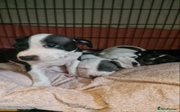 Mixed Breed dogs for sale: “Meet the Ones Who’ll Make Every Day Brighter.” - Image 6