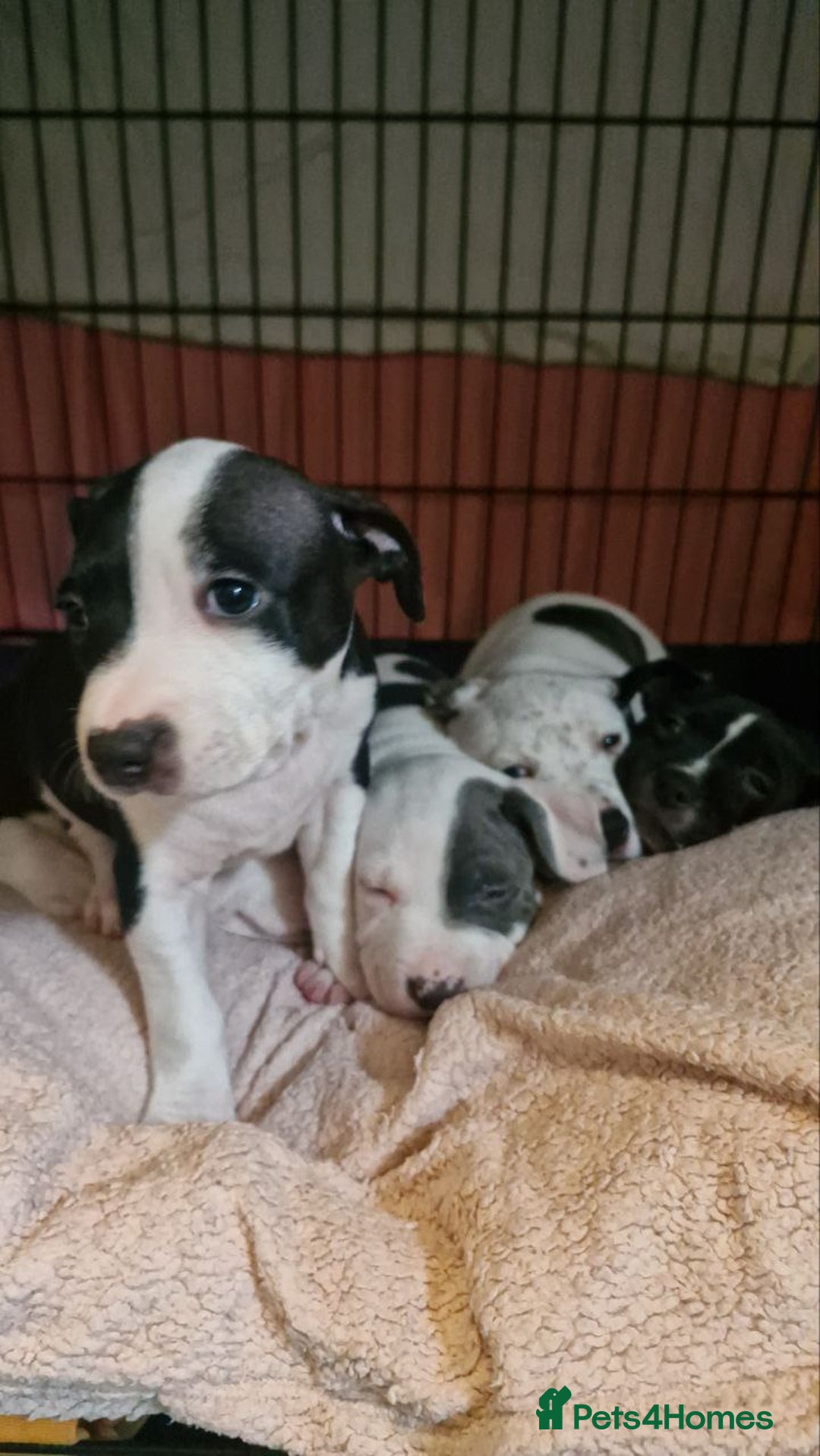 Mixed Breed dogs for sale: “Meet the Ones Who’ll Make Every Day Brighter.” - Image 6