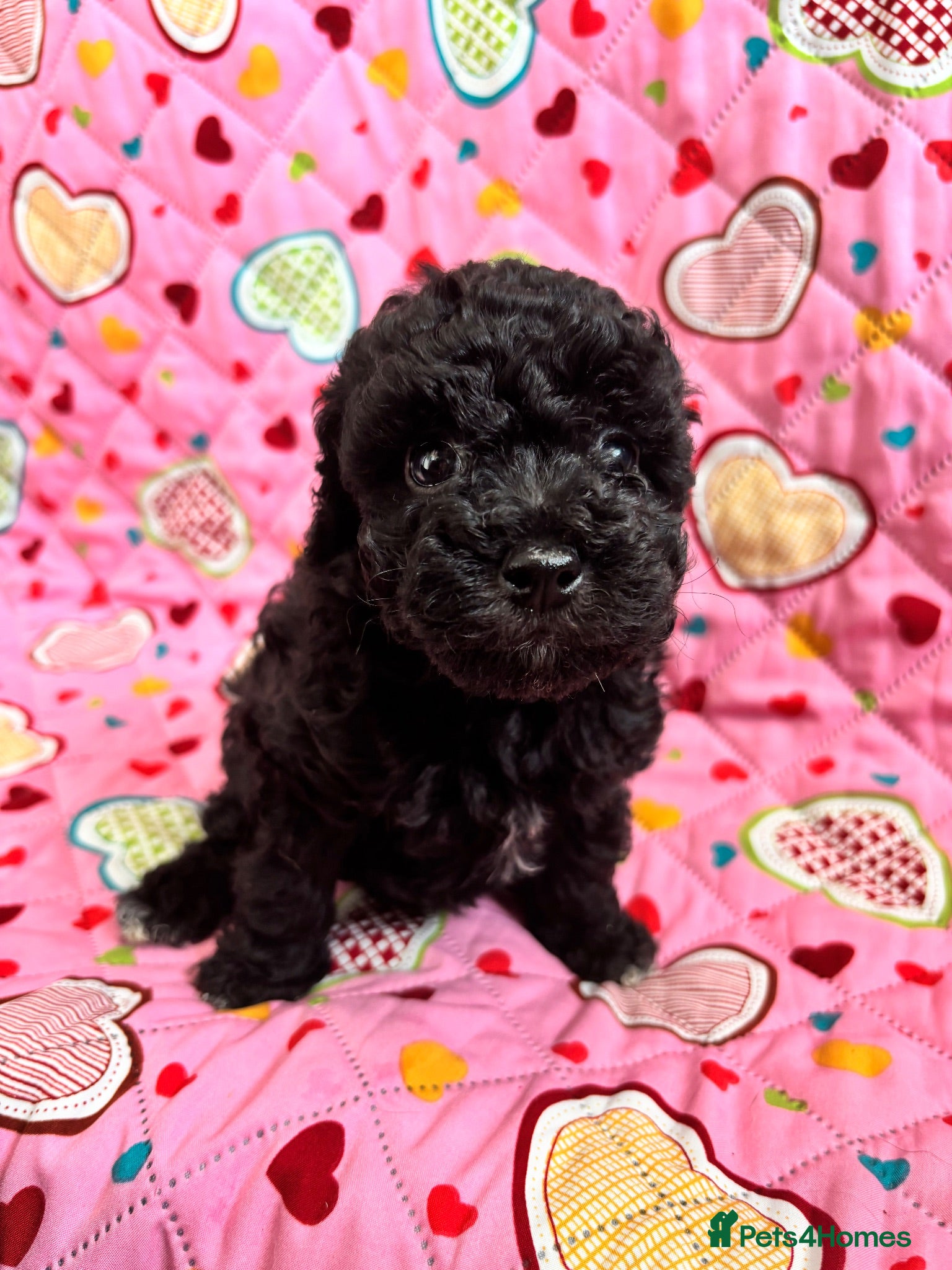 Cavapoo dogs 2 Outstanding tiny Cavapoo puppies - Advert 11