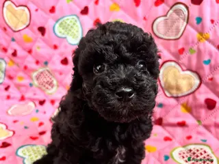 Cavapoo dogs 2 Outstanding tiny Cavapoo puppies - Advert 11