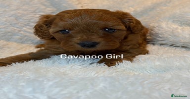 Cavapoo dogs - Advert 6