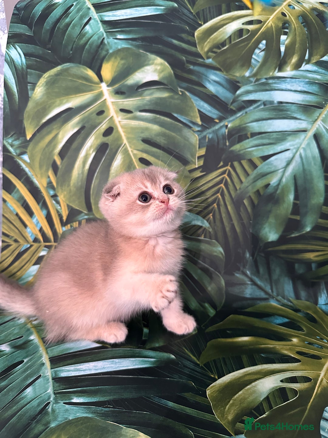 Scottish Fold cats for sale: Pedigree Scottish Fold kittens - Image 15