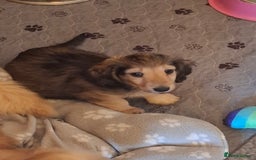 Miniature Dachshund dogs for sale: Long haired Shaded Cream Boy  in Banwell - Image 7