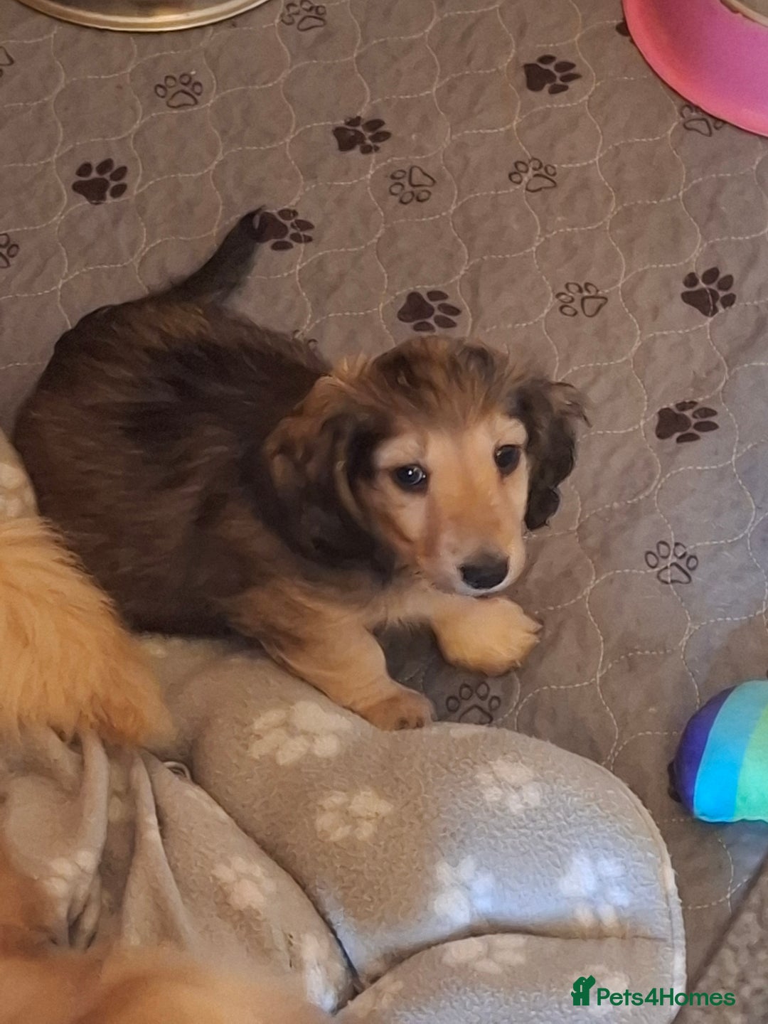 Miniature Dachshund dogs for sale: Long haired Shaded Cream Boy  in Banwell - Image 7