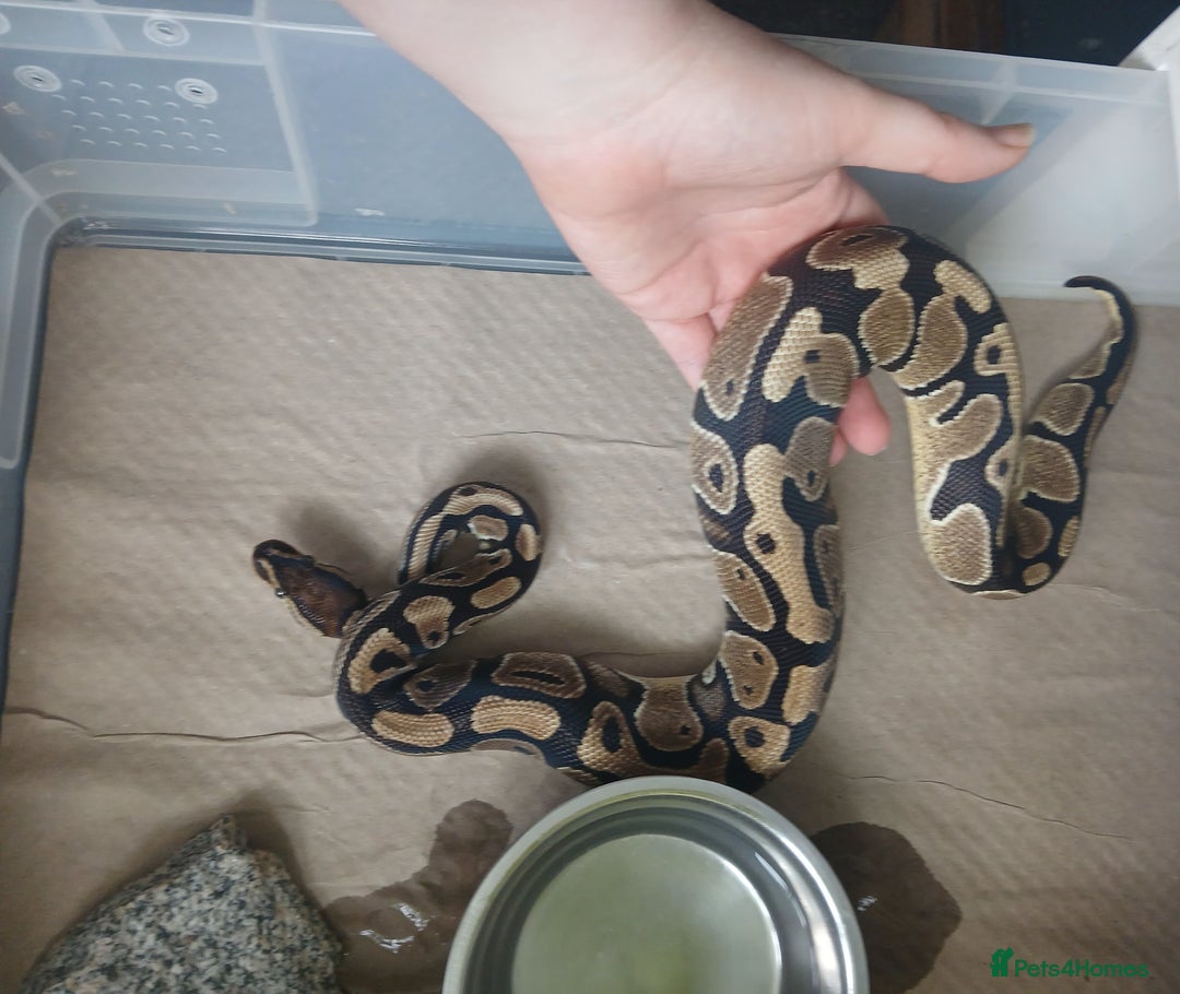 Python Snake reptiles for sale: Royal pythons looking for their new home - Image 5