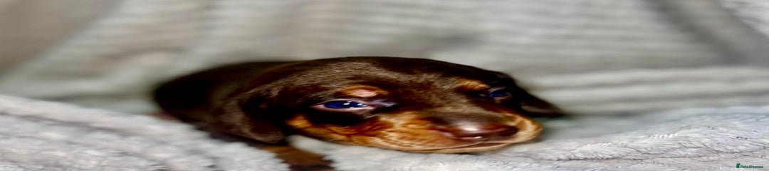 Miniature Dachshund Puppy 2